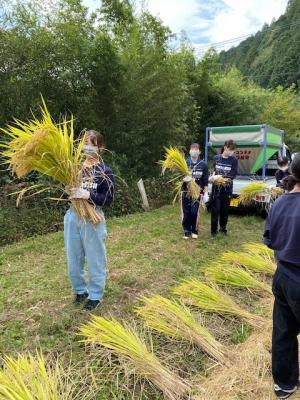 コメリッシュ