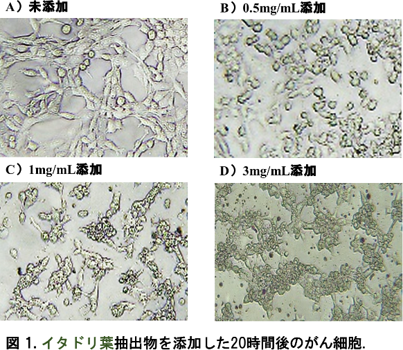 図１イタドリ葉抽出物を添加した大腸ガン細胞の状態