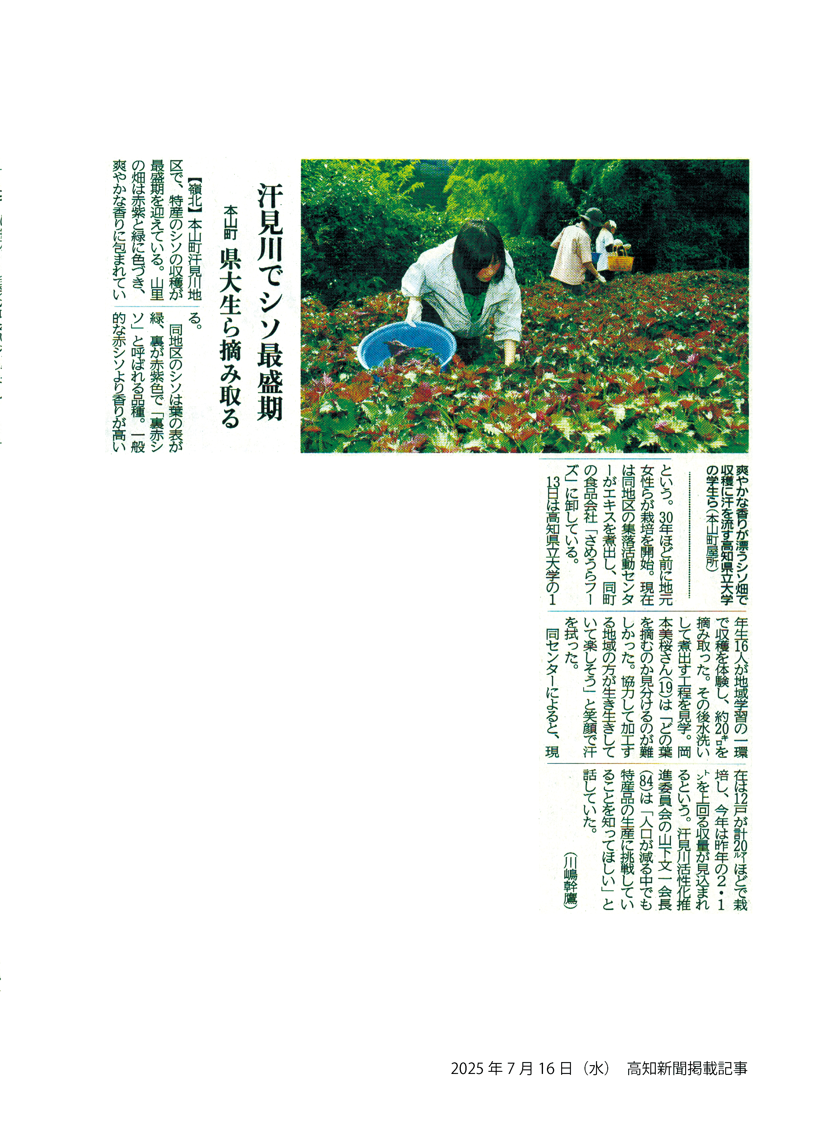 高知新聞記事