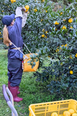 かんきもん援農部門11月