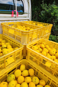 かんきもん援農部門11月