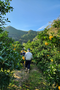 かんきもん援農部門11月
