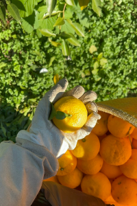 かんきもん援農部門11月