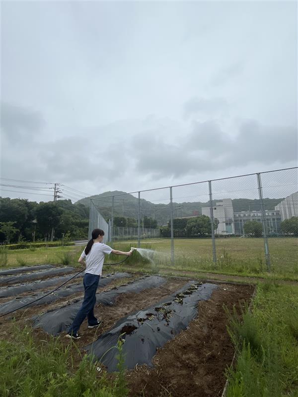 苗植え②